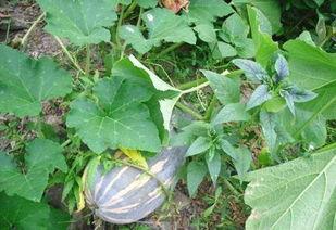 如何捡吃瓜叶,探寻夏日清凉的天然美食之旅