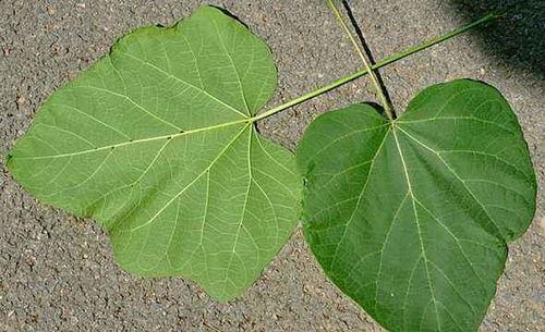如何捡吃瓜叶,探寻夏日清凉的天然美食之旅