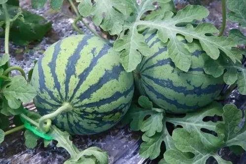 吃瓜咋吃,揭秘吃瓜的正确姿势与技巧