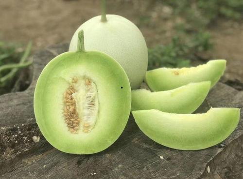 甜瓜风暴吃瓜视频大全,吃瓜视频大全，带你领略瓜界风云