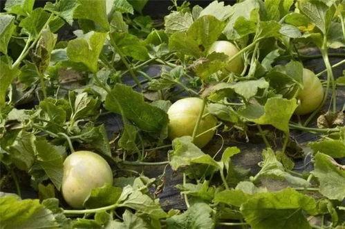 甜瓜风暴吃瓜视频大全,吃瓜视频大全，带你领略瓜界风云