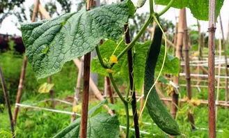 重庆吃瓜墙,揭秘山城美食背后的故事