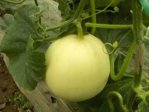 小瓜有瓜吃,揭秘瓜农的甜蜜生活