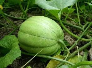 小瓜有瓜吃,揭秘瓜农的甜蜜生活