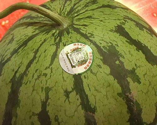 吃瓜高雅说法,一场别开生面的“瓜文化”盛宴